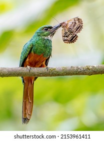 Tropical Rufous-tailed Jacamar (Galbula Ruficauda) Bird Eating A Moth Or Butterfly