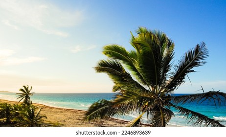 Tropical sand beach with palm trees in sunset, sunrise, aerial shot flying through the trunks, wild pristine beach. Tops of palm trees against background of sunny sky. Lens flare effect. - Shutterstock ID 2246893639