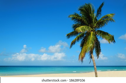 4,230 Aruba palm trees Images, Stock Photos & Vectors | Shutterstock