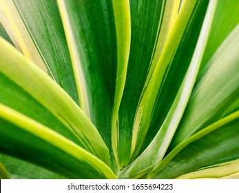 Tropical Sansevieria Leaf Pattern And Texture In Garden, Abstract Green Leaf, Close Up Sansevieria Foliage Nature Green Background