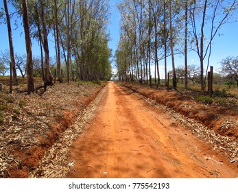 Tropical Savanna Ecoregion Cerrado