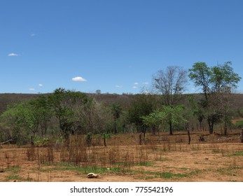 Tropical Savanna Ecoregion Cerrado