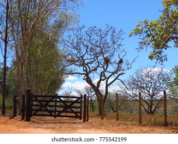 Tropical Savanna Ecoregion Cerrado