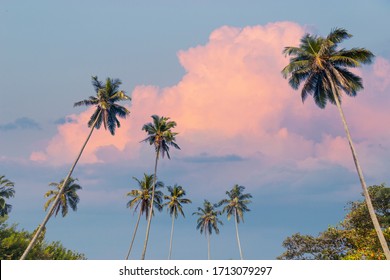 Tropical Scenery Background With Coconut Palm Trees In Front Of Beautiful Sky With Pink Clouds.