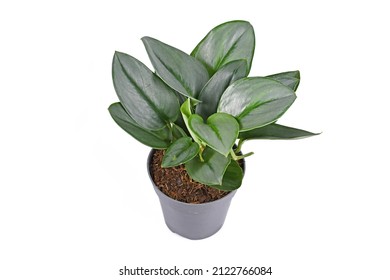 Tropical 'Scindapsus Treubii Moonlight' houseplant in pot on white background