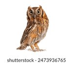 Tropical screech owl, Megascops choliba, looking at the camera, isolated on white