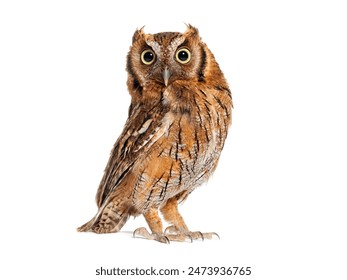 Tropical screech owl, Megascops choliba, looking at the camera, isolated on white