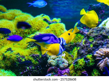 Tropical Sea Fish Stock Photo (Edit Now) 247346791