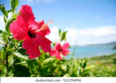 ハイビスカス 海 Images, Stock Photos & Vectors | Shutterstock