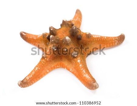 Similar – Foto Bild StarFish Seestern Meer