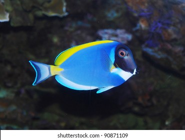 tropical sea surgeon fish in aquarium