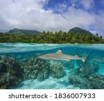 Tropical seascape, coastline with blacktip reef shark underwater, split view over and under water surface, French Polynesia, Huahine island, Pacific ocean, Oceania