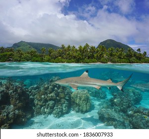 Tropical seascape, coastline with blacktip reef shark underwater, split view over and under water surface, French Polynesia, Huahine island, Pacific ocean, Oceania