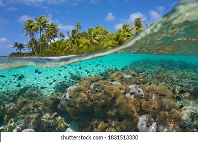 Tropical seascape, many sea anemones with fish underwater and coconut palm trees on the seashore, split view over-under water surface, French Polynesia, Pacific ocean, Oceania