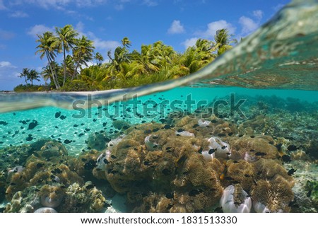 Tropical seascape, many sea anemones with fish underwater and coconut palm trees on the seashore, split view over-under water surface, French Polynesia, Pacific ocean, Oceania