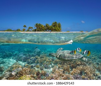 Tropical seascape over and under water, island coastline and coral reef with turtle and fish underwater, Pacific ocean, French Polynesia, Oceania