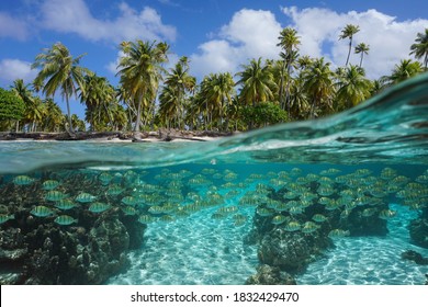 Tropical seascape, school of fish underwater and coconut palm trees on the seashore, split view over-under water surface, French Polynesia, Pacific ocean, Oceania