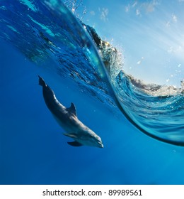 tropical seascape with water waved surface and dolphin swimming underwater