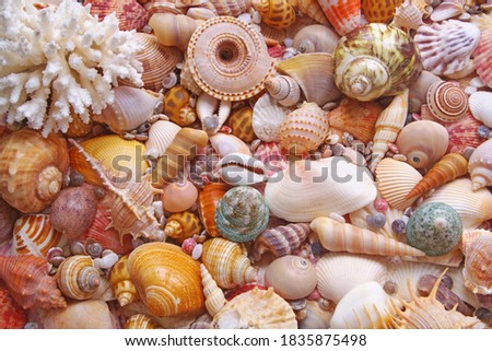 Tropical seashells and corals branches background
