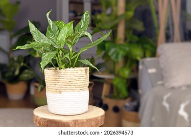 Tropical 'Spathiphyllum Diamond Variegata' houseplant with white spots in basket flower pot on coffee table