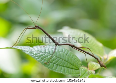 tropical stick insect in Malaysian jungle