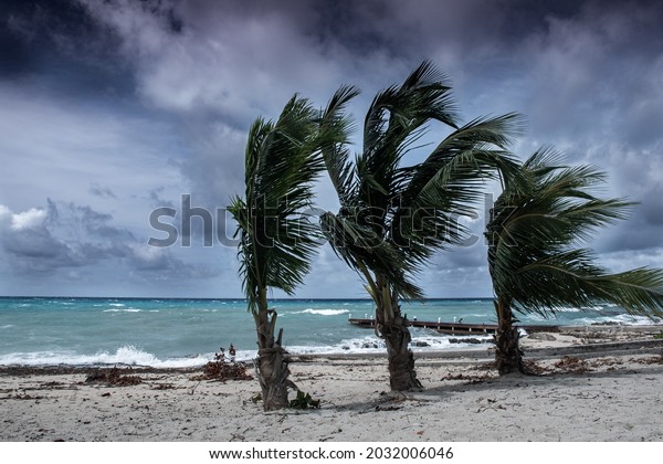 Tropical storm Ida batters the coastline of the\
Cayman Islands. These palm trees are being blown around in the\
latest weather formation in the\
caribbean