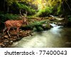 forest animals background