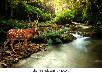 tropical stream and sika deer