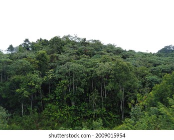 Tropical And Subtropical Moist Broadleaf Forests. Borneo Lowland Rain Forests