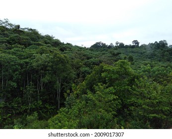 Tropical And Subtropical Moist Broadleaf Forests. Borneo Lowland Rain Forests