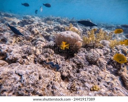 Tropical Sulphur damsel known as Pomacentrus sulfureus underwater at the coral reef. Underwater life of reef with corals and tropical fish. Coral Reef at the Red Sea, Egypt.
