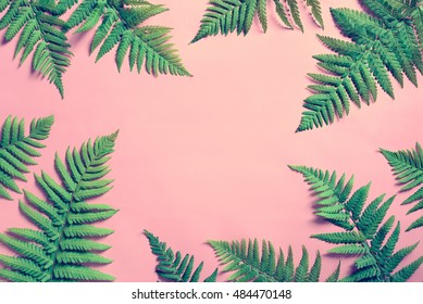 Tropical Summer Background, Fern Leaves Set In The Frame Around Blank Space For A Text, Flat Lay, View From Above, Stylized Photo