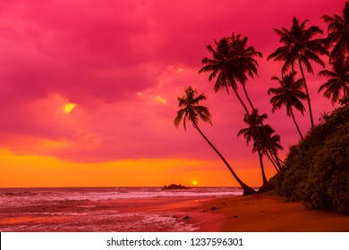 29,282 Tree silhouette pink sunset Images, Stock Photos & Vectors ...