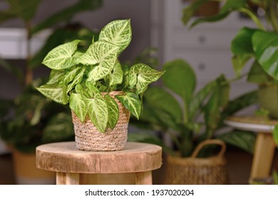 Tropical 'Syngonium Podophyllum Arrow' houseplant in basket pot indoors on wooden coffee table