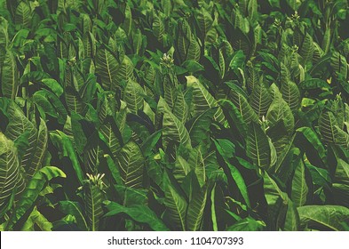 Tropical Tobacco green leaf texture,for background,vintage tone.