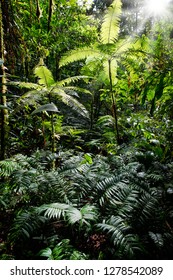 Tropical Tree Fern In Colombian Amazon Rain Forest