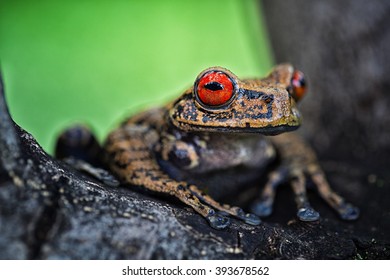 Tropical Tree Frog, Hyloscirtus Armatus From The Amazon Rain Forest.