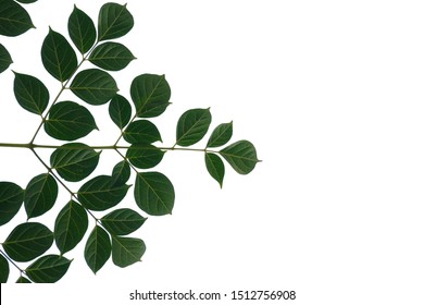 Similar Images, Stock Photos & Vectors of Tree branch with green leaves