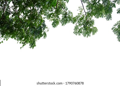 Tropical tree with leaves branches on white isolated background for green foliage backdrop  - Shutterstock ID 1790760878