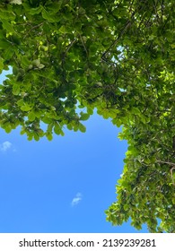 Tropical Tree Located At Pulau Kapas