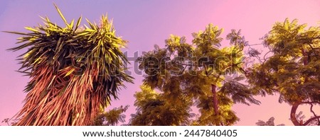 Tropical trees against sunset sky. Palm and acacia trees against pink background. Mediterranean landscape Foliage nature background Horizontal banner