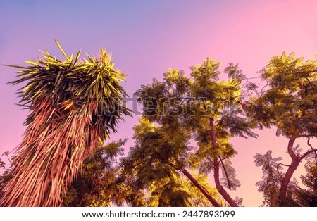 Tropical trees against sunset sky. Palm and acacia trees against pink background. Mediterranean landscape Foliage nature background