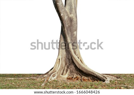 Tropical trees grow well in Thailand. The trunk is large, the roots are wide spread, the roots have beautiful complex patterns, cut and change the background to white, ready to use.