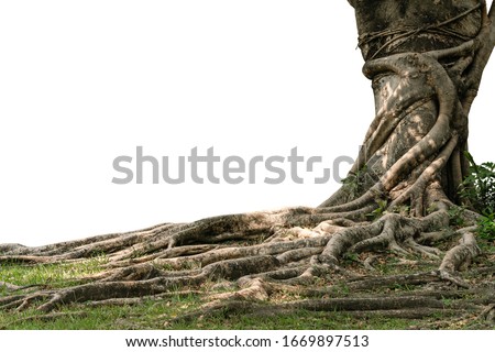 Tropical trees grow well in Thailand. The trunk is large, the roots are wide spread, the roots have beautiful complex patterns, cut and change the background to white, ready to use.
