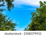 Tropical treetops trees with blue sky background in Playa del Carmen Quintana Roo Mexico.