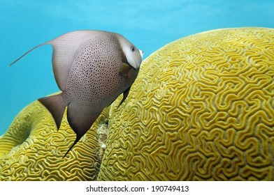 Tropical underwater life with an angelfish and brain coral