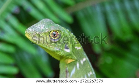 A tropical variable lizard (Calotes) under the canopy of a rain forest among ferns. The island of Borneo. Malaysia. Portrait