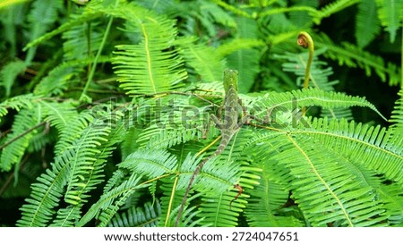 A tropical variable lizard (Calotes) under the canopy of a rain forest among ferns. The island of Borneo. Malaysia