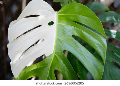 Tropical Variegated Monstera Leaf in Natural Garden Setting – Split Green and White Fenestrated Foliage Close-Up on Climbing Vine with Wooden Trellis Background