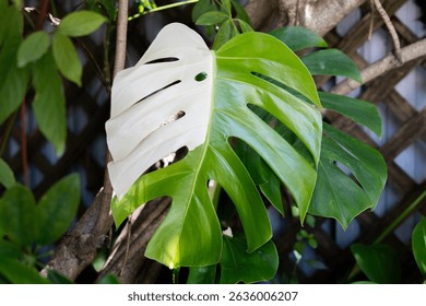 Tropical Variegated Monstera Leaf in Natural Garden Setting – Split Green and White Fenestrated Foliage Close-Up on Climbing Vine with Wooden Trellis Background